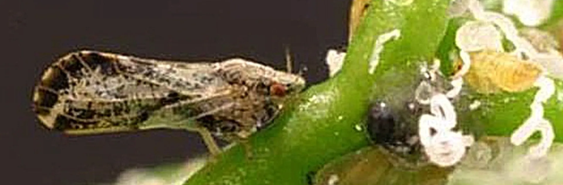 Asian citrus psyllid is an invasive pest. (Photo by M. E. Rogers, University of Florida)