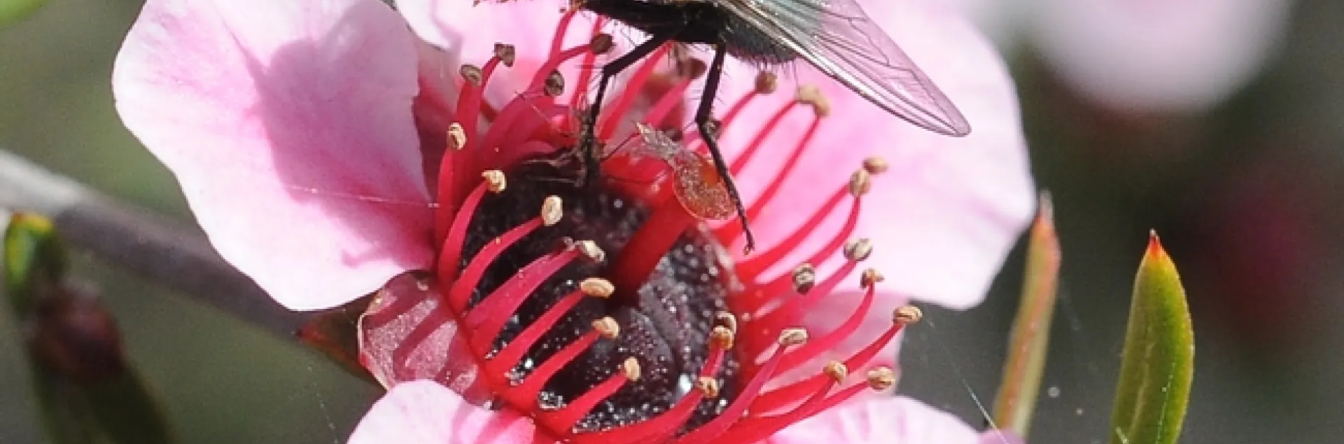 Blow fly on a New Zealand tea tree (Leptospermum scoparium). (Photo by Kathy Keatley Garvey)