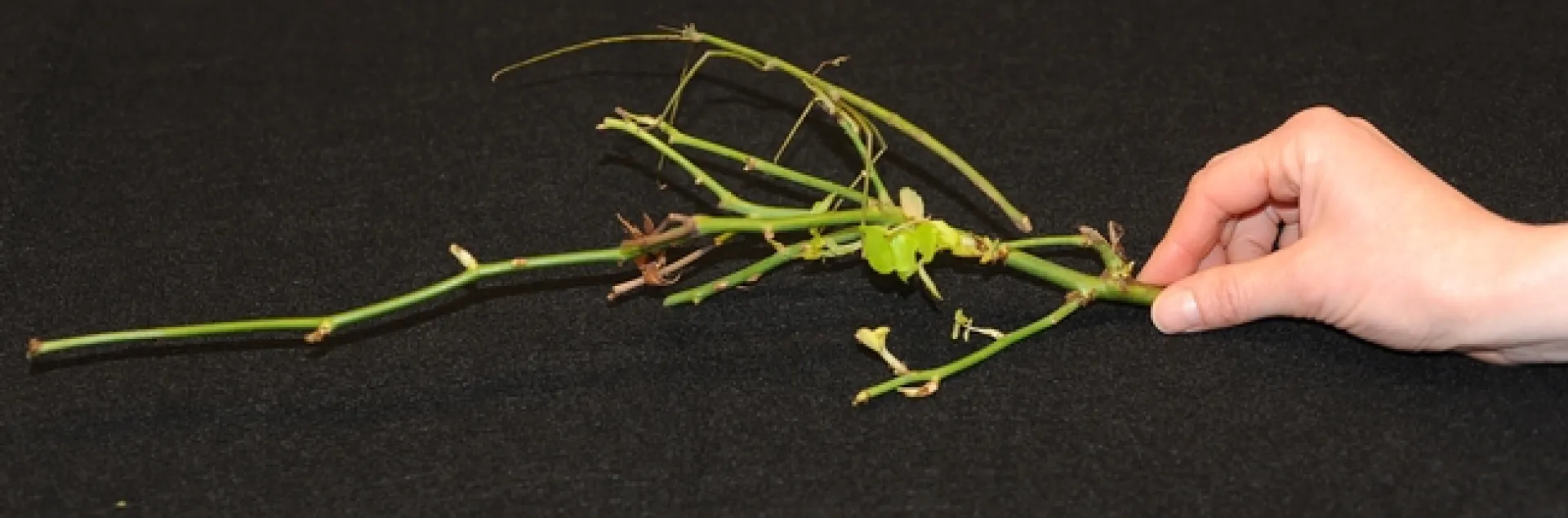 Where's the walking stick? It's the top "twig" in the background. This is a female. (Photo by Kathy Keatley Garvey)