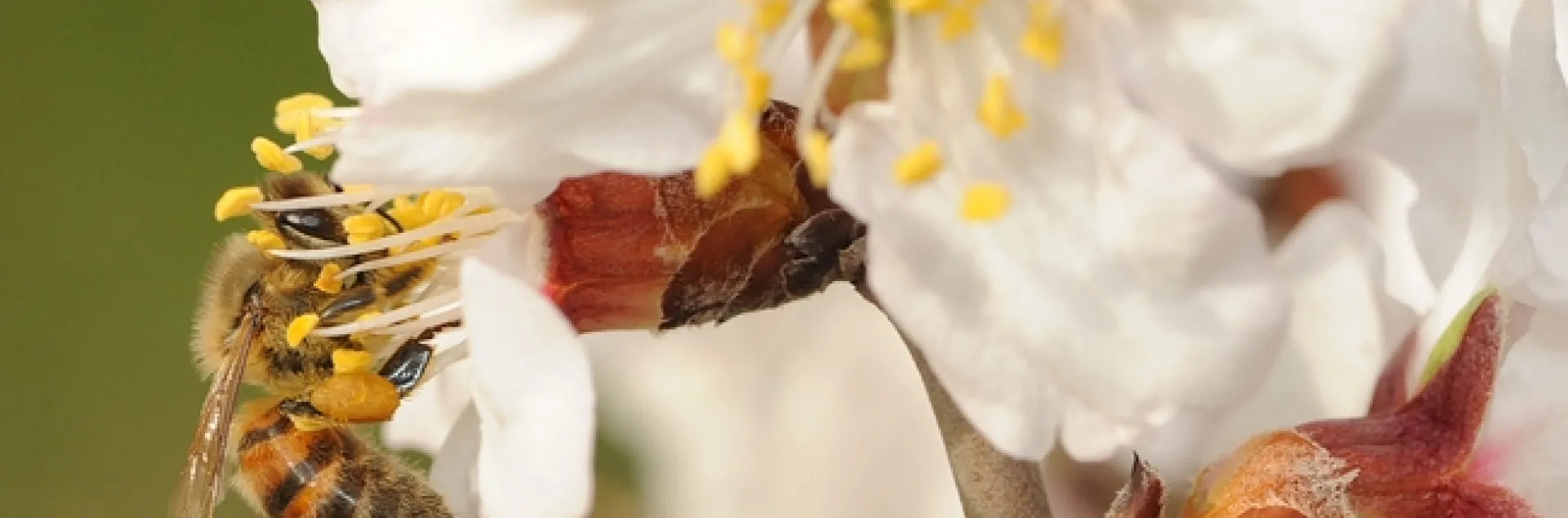 Honey bee working an almond blossom on the grounds of the Harry H. Laidlaw Jr. Honey Bee Research Facility at UC Davis. (Photo by Kathy Keatley Garvey)