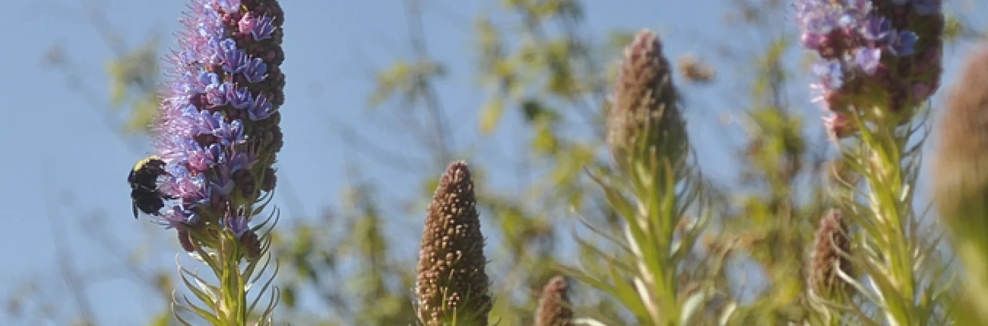 Yellow-faced bumble bee (Bombus vosnesenskii) foraging on the Pride of Maderia at Bodega Bay on Feb. 27. (Photo by Kathy Keatley Garvey)