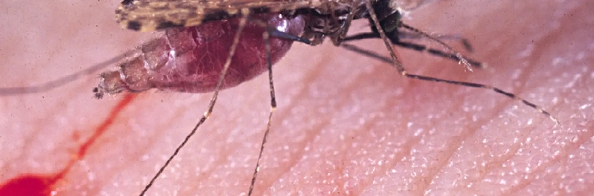 Malaria mosquito, Anopheles gambiae. (Photo by Anthony Cornel)