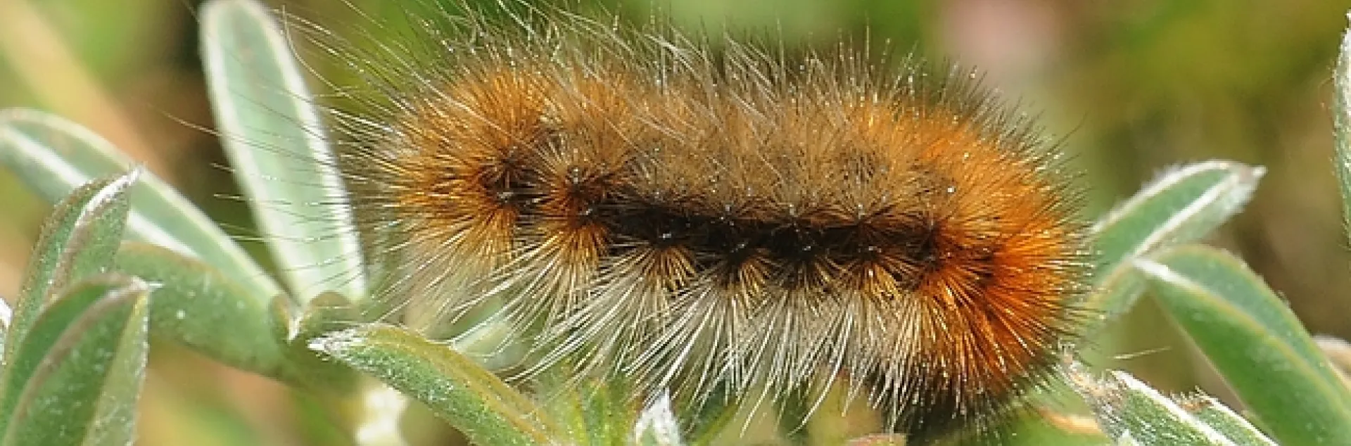 Close-up of woolly bear caterpillar on Bodega Head, Sonoma County. (Photo by Kathy Keatley Garvey)