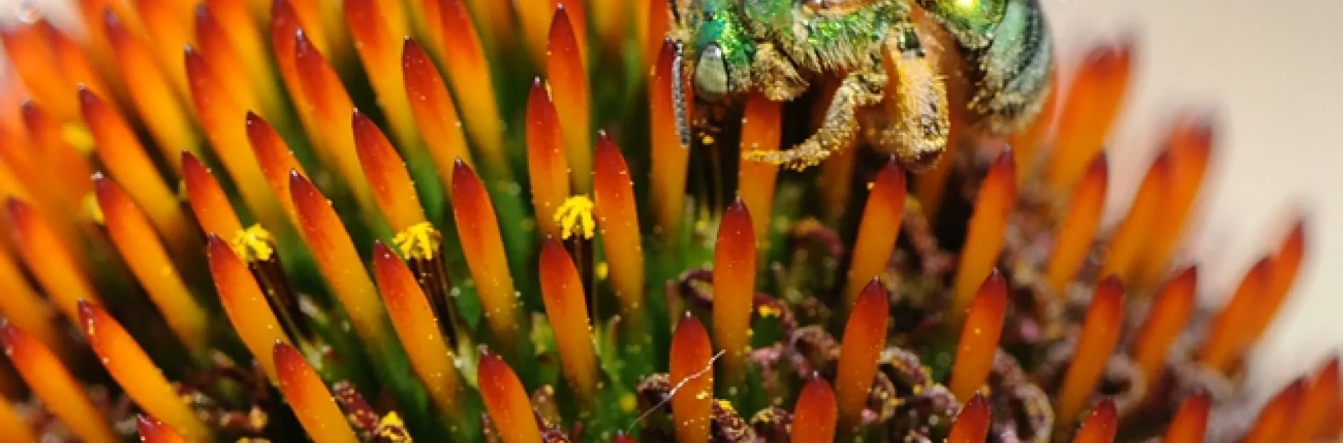 A green sweat bee (Agapostemon texanus), on a cone flower at the Haagen-Dazs Honey Bee Haven. (Photo by Kathy Keatley Garvey)