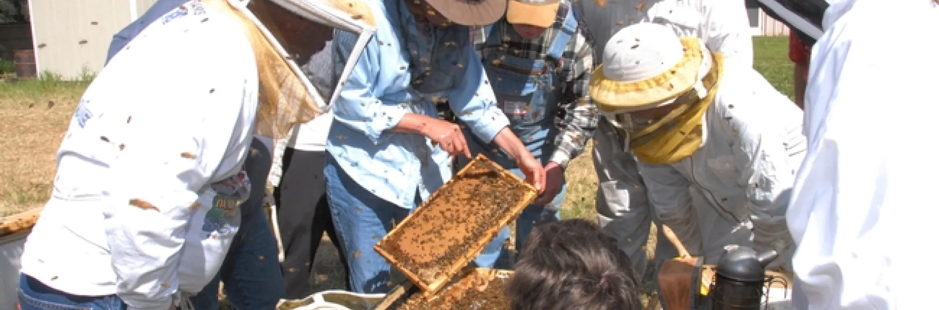 Susan Cobey teaching a queen bee rearing class at the Harry H. Laidlaw Jr. Honey Bee Research Facility, UC Davis. (Photo by Kathy Keatley Garvey)