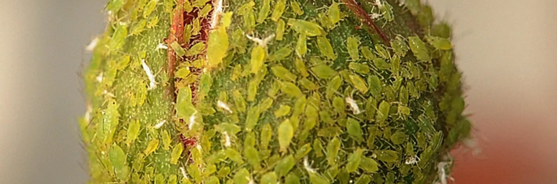 Aphids cover a rose bud. Some aphids can complete a generation in five days. (Photo by Kathy Keatley Garvey)