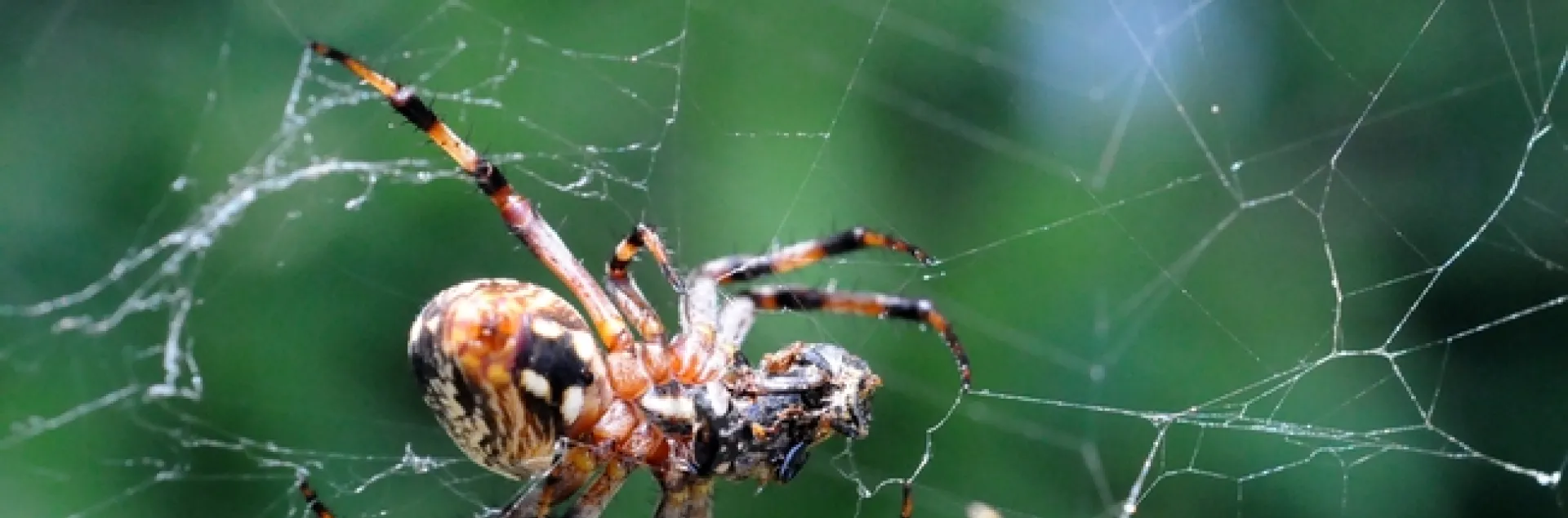 A garden spider spinning a web. (Photo by Kathy Keatley Garvey)