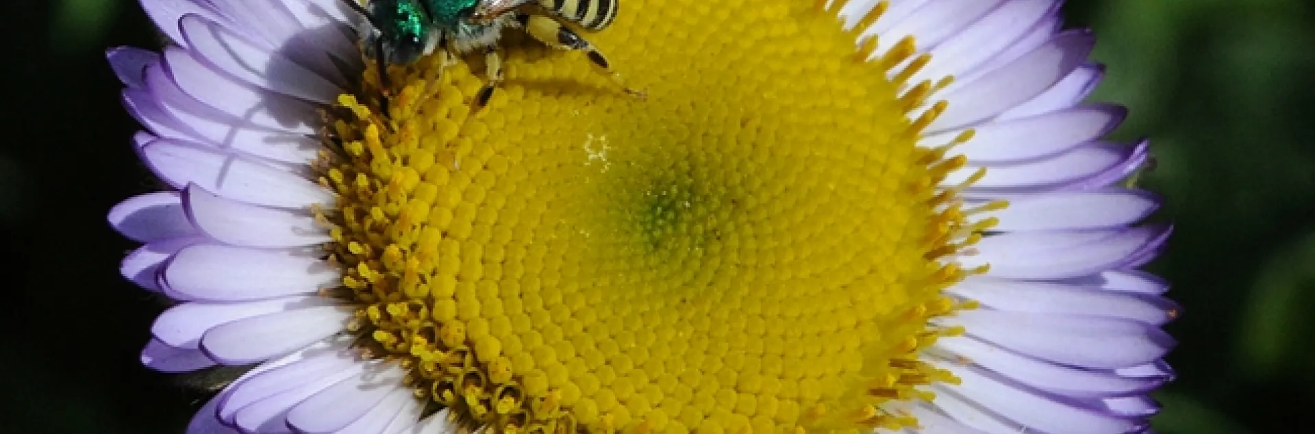 Male green sweat bee, Agapostemon texanus, nectaring on a seaside daisy, the Erigeron glaucus Wayne Roderick at Tomales Bay. (Photo by Kathy Keatley Garvey)