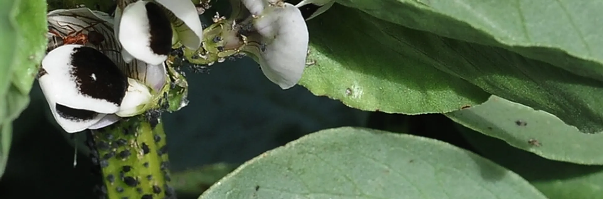 Count the insects! Ladybugs, a European paper wasp, blow fly and aphids are all over the fava beans in the Haagen-Dazs Honey Bee Haven. (Photo by Kathy Keatley Garvey)
