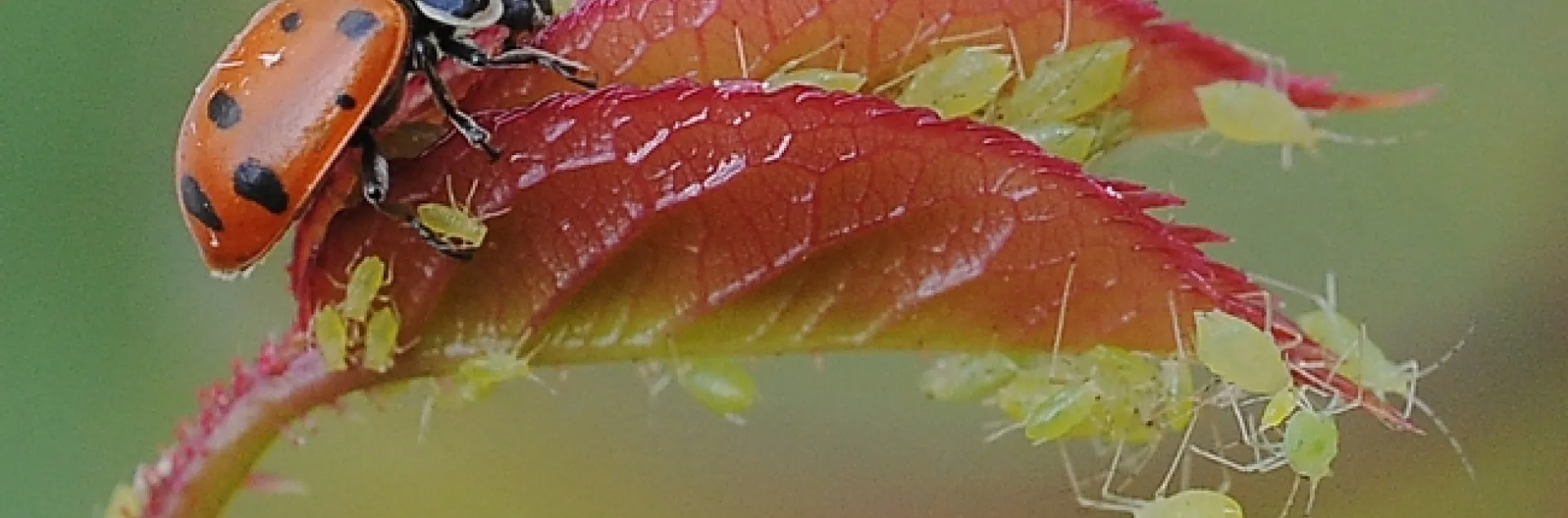 Ladybug devouring an aphid on a rose bush. (Photo by Kathy Keatley Garvey)