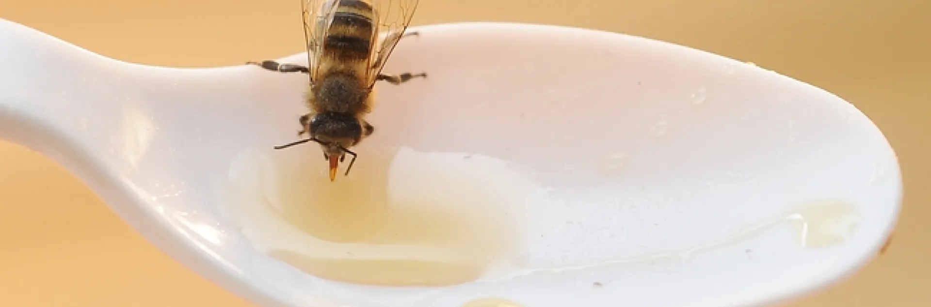 Honey bee sipping honey in the Harry H. Laidlaw Jr. Honey Bee Research Facility, UC Davis. (Photo by Kathy Keatley Garvey)