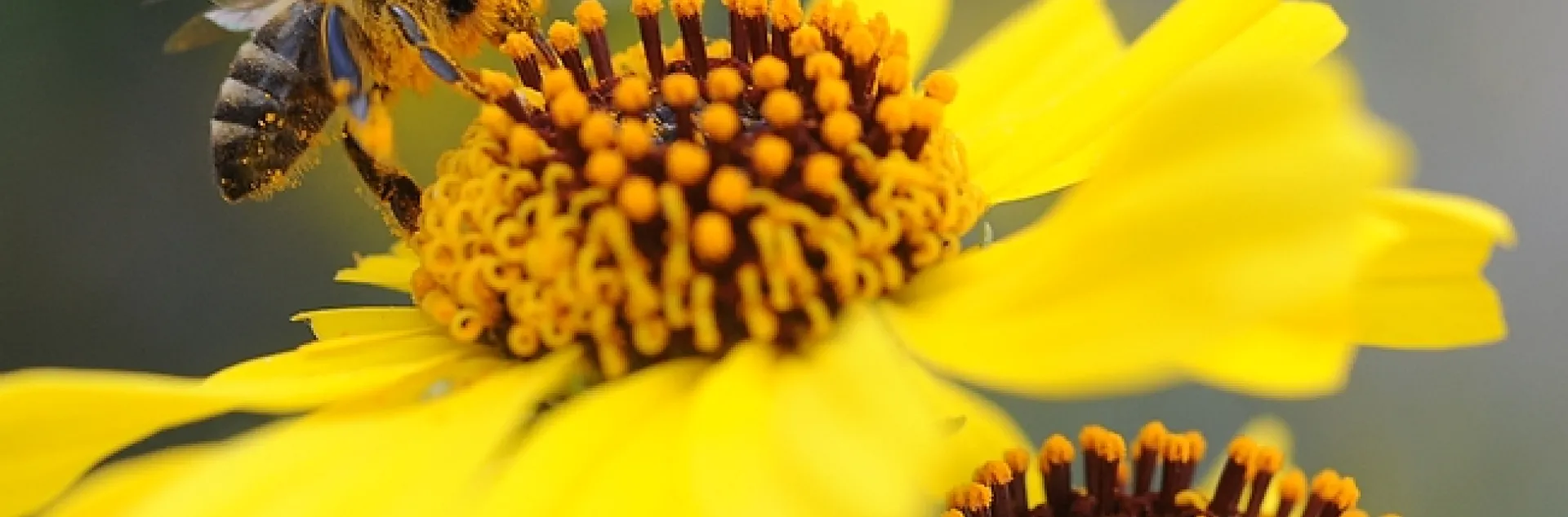 Pollen-covered honey bee on brittlebush, Encelia californica (as identified by Ellen Zagory), in back of the UC Davis Lab Sciences Building. (Photo by Kathy Keatley Garvey)