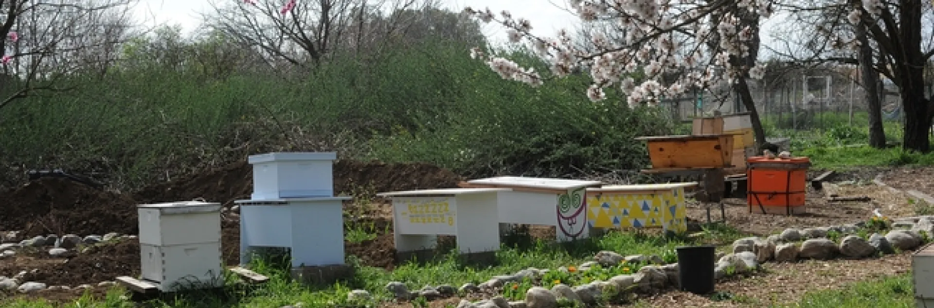 View of the Davis Bee Sanctuary. (Photo by Kathy Keatley Garvey)