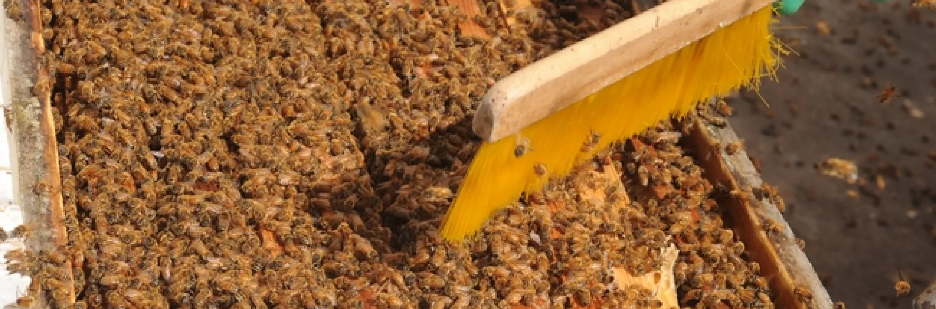 A thriving honey bee colony. (Photo by Kathy Keatley Garvey)