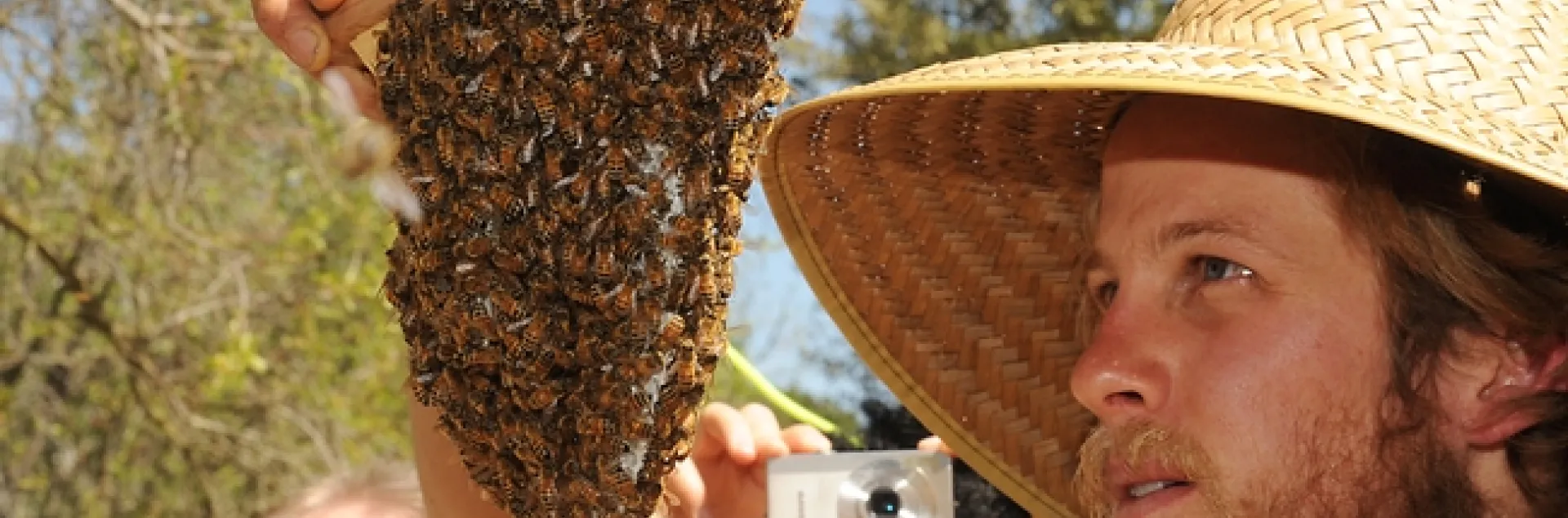 Derek Downey checks the cluster on a newly hived colony. (Photo by Kathy Keatley Garvey)