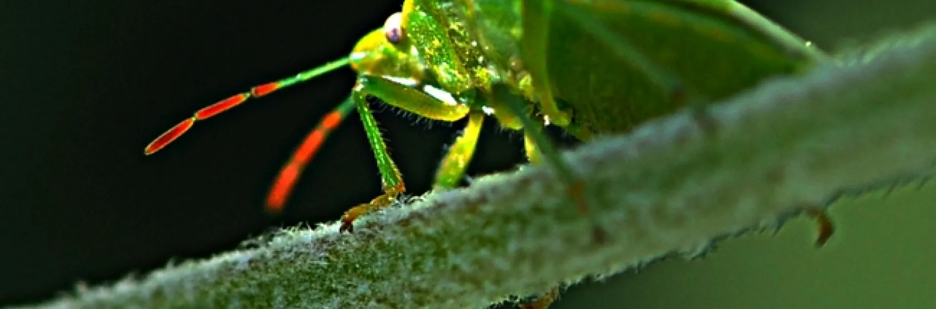 A red-shouldered stink bug peers at the camera.(Photo by Kathy Keatley Garvey)