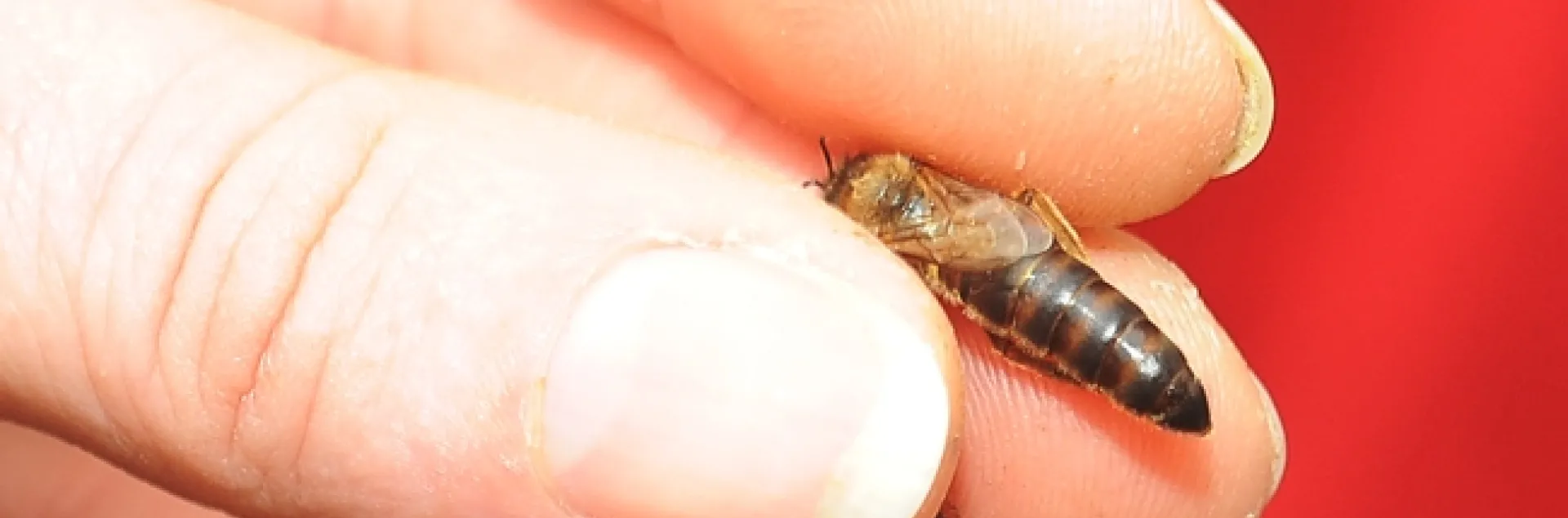 Bee breeder-geneticist Susan Cobey of UC Davis and Washington State University shows how to hold a queen--by the thorax. (Photo by Kathy Keatley Garvey)