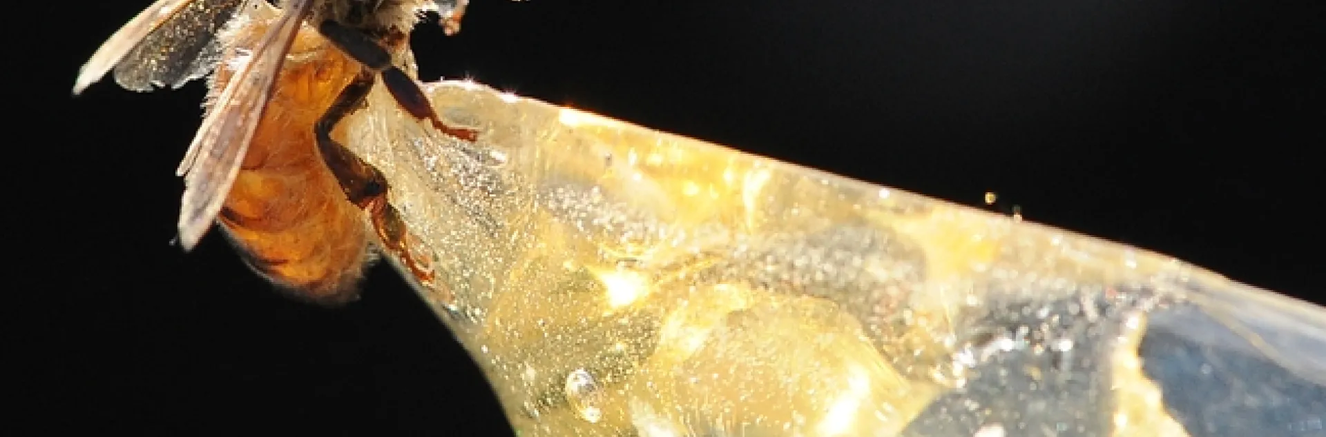 Drenched honey bee gets ready to sip honey from a plastic spoon. (Photo by Kathy Keatley Garvey