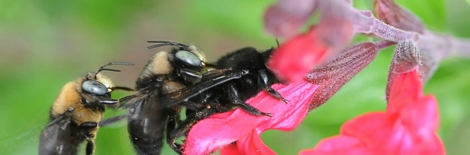 Two male carpenter bees, Xylocopa tabaniformis orpifex, with a female on salvia. (Photo by Kathy Keatley Garvey)