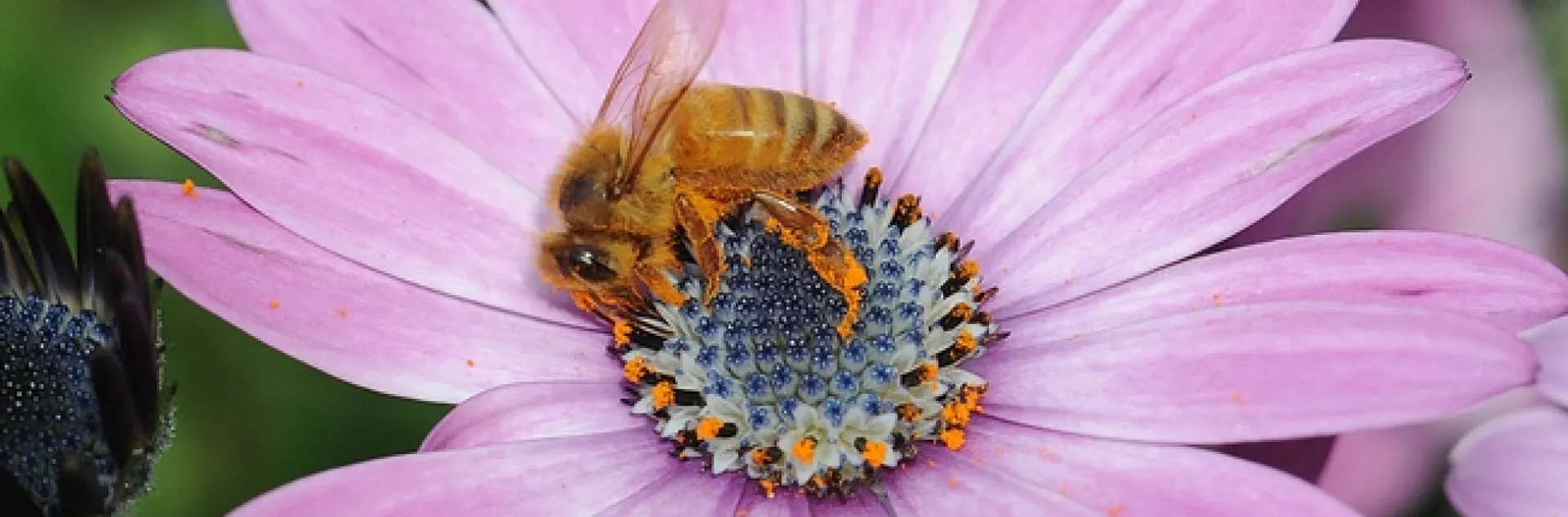 Honey bee collecting pollen on an African daisy. (Photo by Kathy Keatley Garvey)