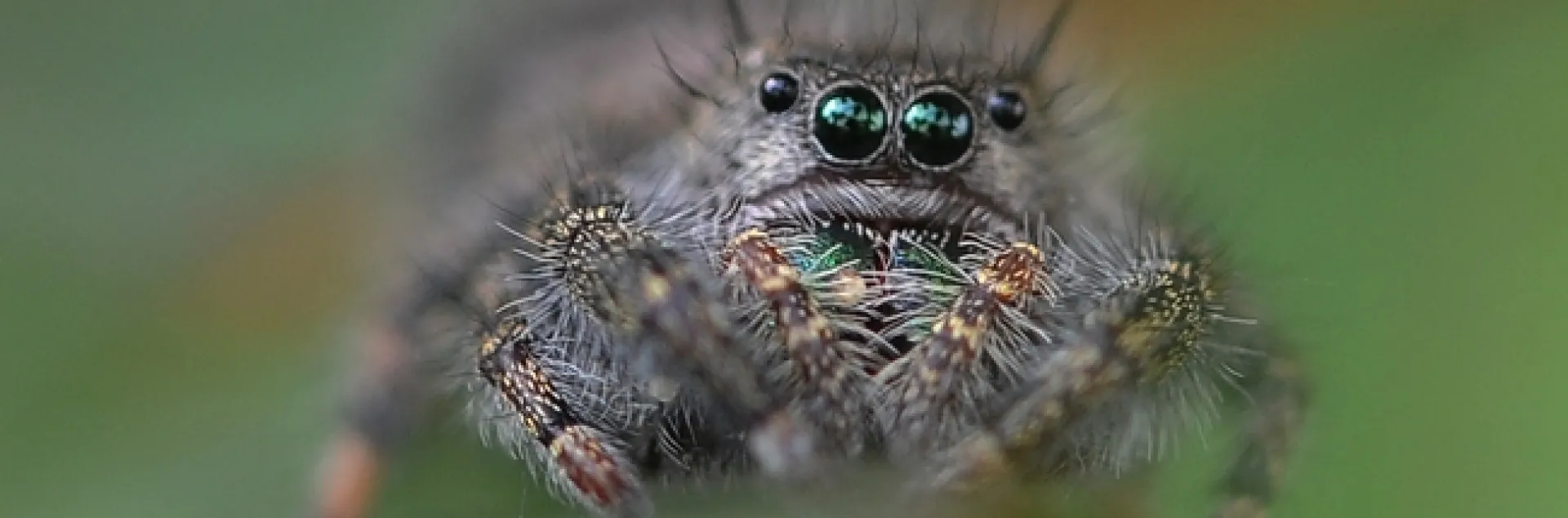 A jumping spider perched on a rose leaf. (Photo by Kathy Keatley Garvey)