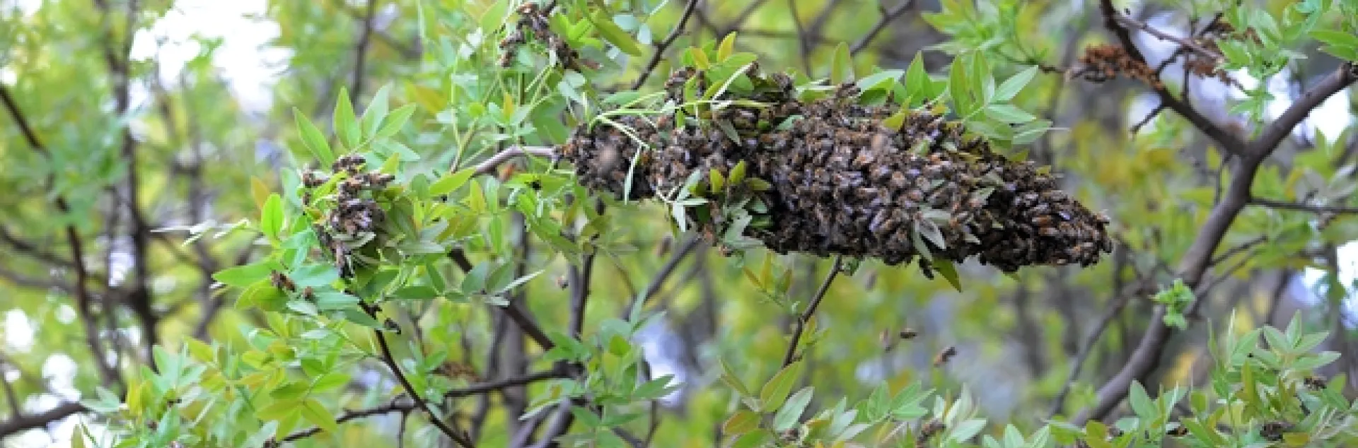 Honey bee swarm on the Harry H. Laidlaw Jr. Honey Bee Facility grounds on Friday the 13th. (Photo by Kathy Keatley Garvey)