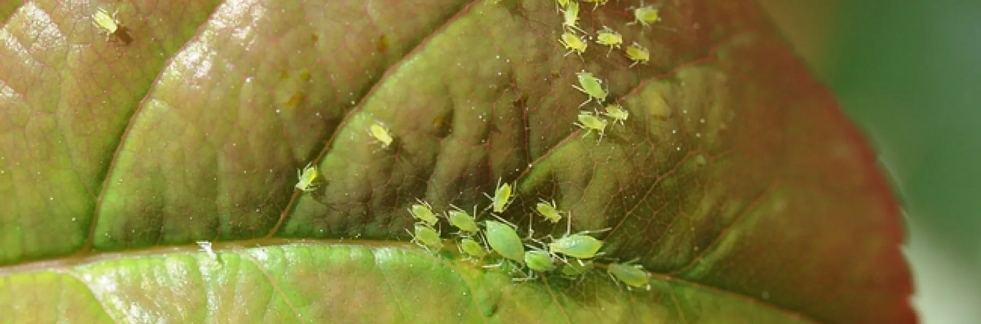 Pea aphids on a rose leaf. (Photo by Kathy Keatley Garvey)