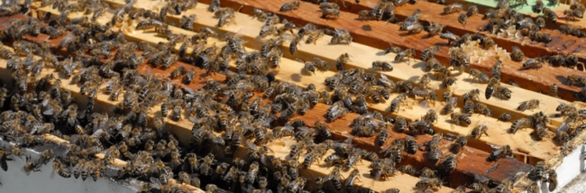 Honey bees ready to swarm at the Harry H. Laidlaw Jr. Honey Bee Research Facility at UC Davis. (Photo by Kathy Keatley Garvey)