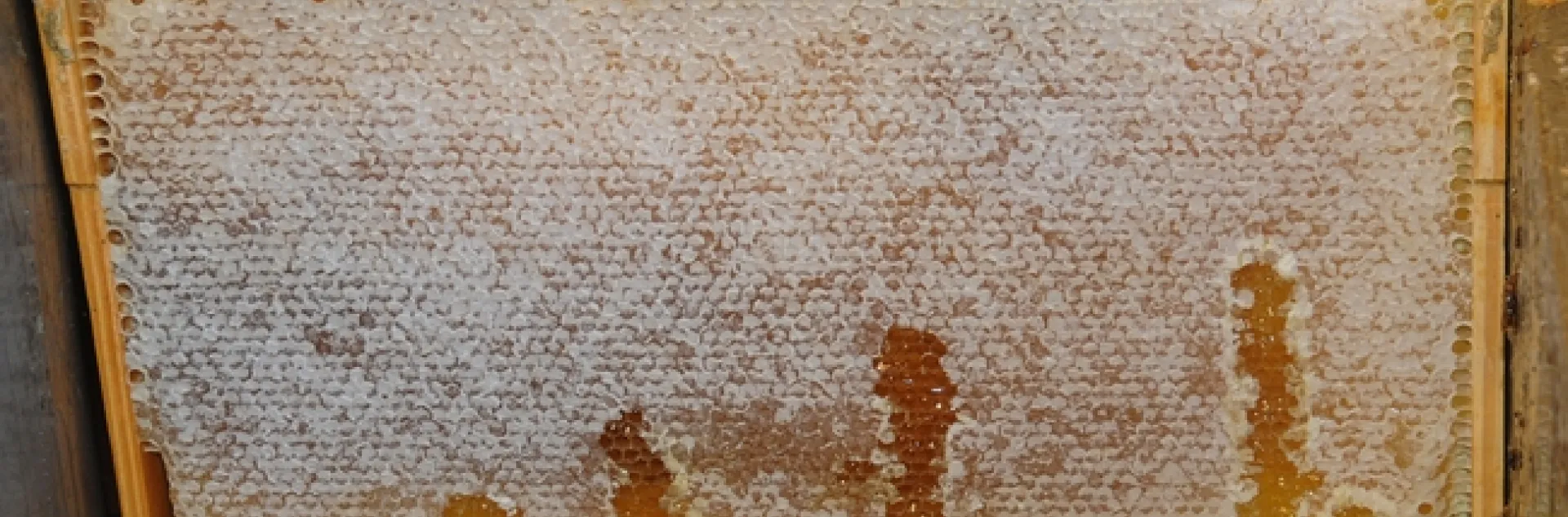 UC Davis honey ready to be extracted last fall. (Photo by Kathy Keatley Garvey)