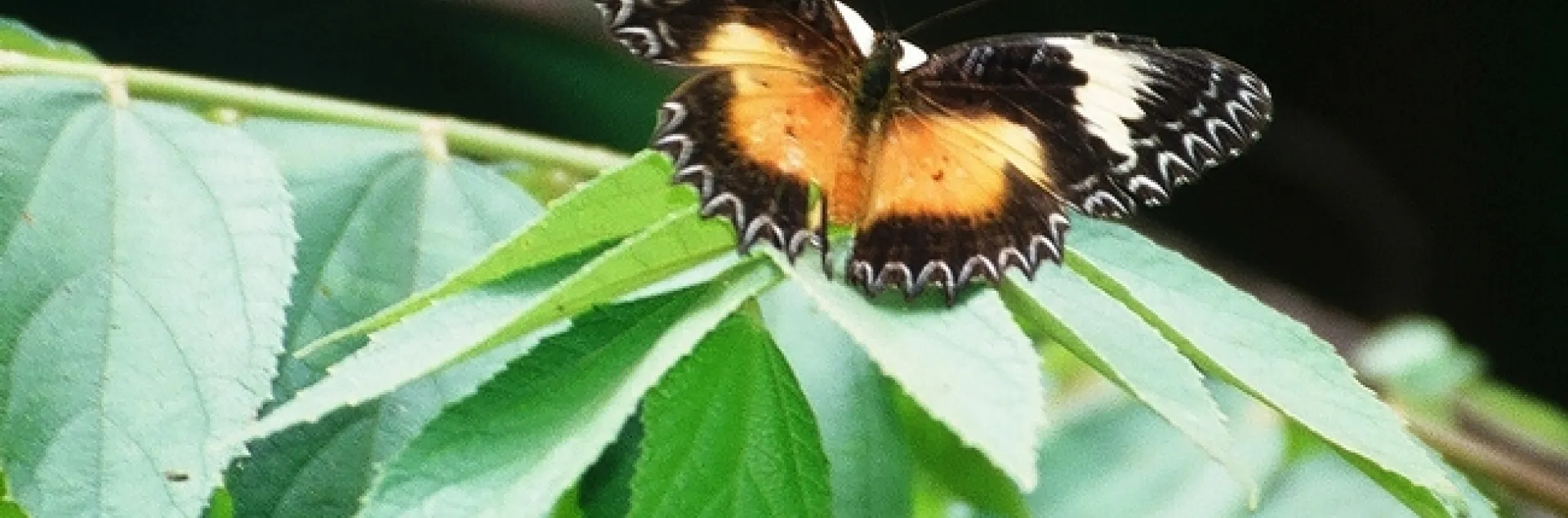 Malay Lacewing butterfly (Cethosia hypsea). Photographed by Richard Tenaza and identified by professor/butterfly expert Arthur Shapiro of UC Davis.