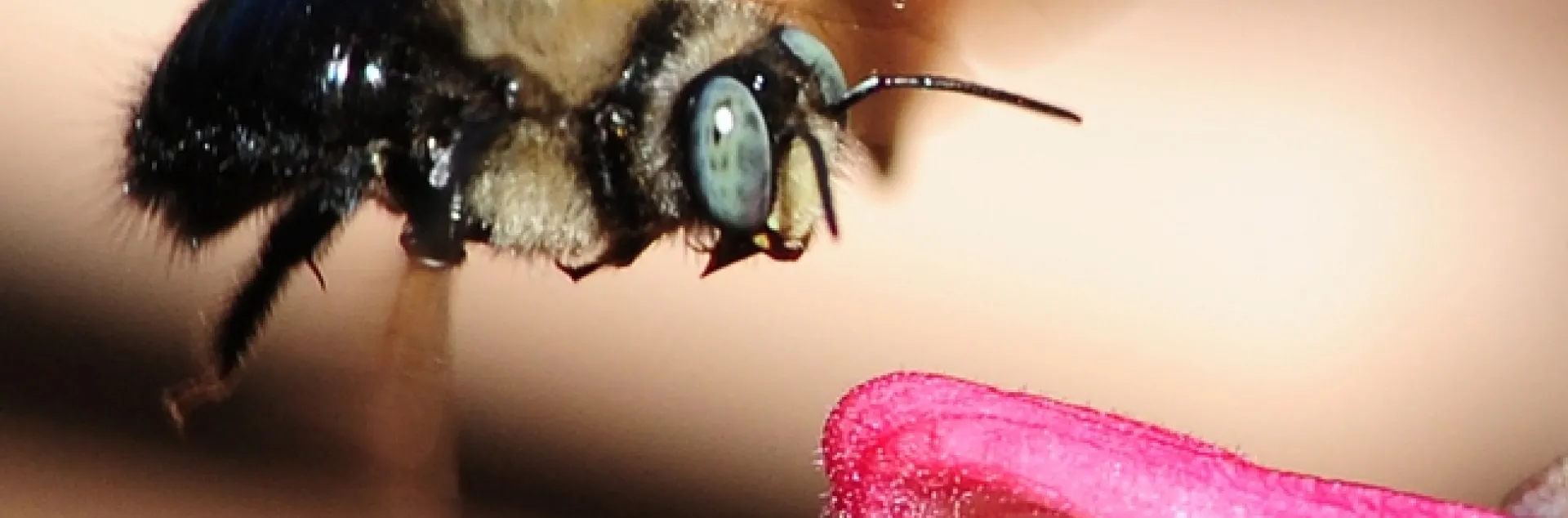 Male carpenter bee, Xylocopa tabaniformis orpifex, in flight. (Photo by Kathy Keatley Garvey)