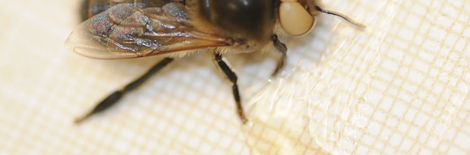 This is a white-eyed Caucasian (dark) honey bee drone. White-eyed drones are blind. In the foreground is honey. (Photo by Kathy Keatley Garvey)