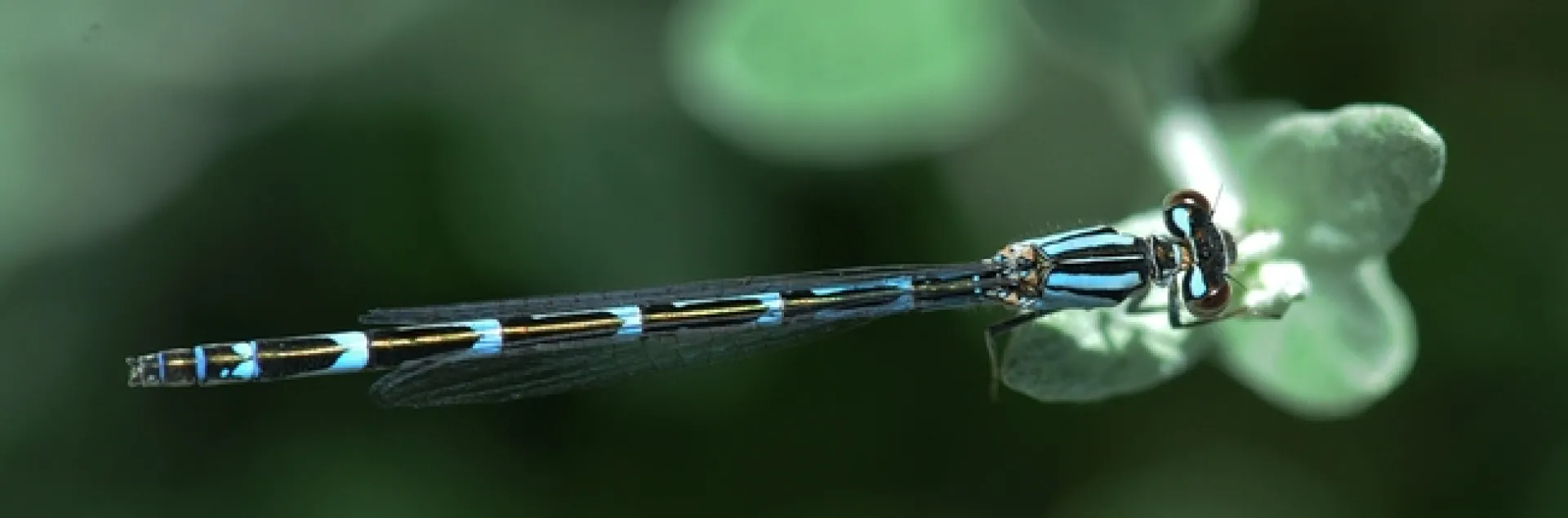Common blue damselfly. (Photo by Kathy Keatley Garvey)