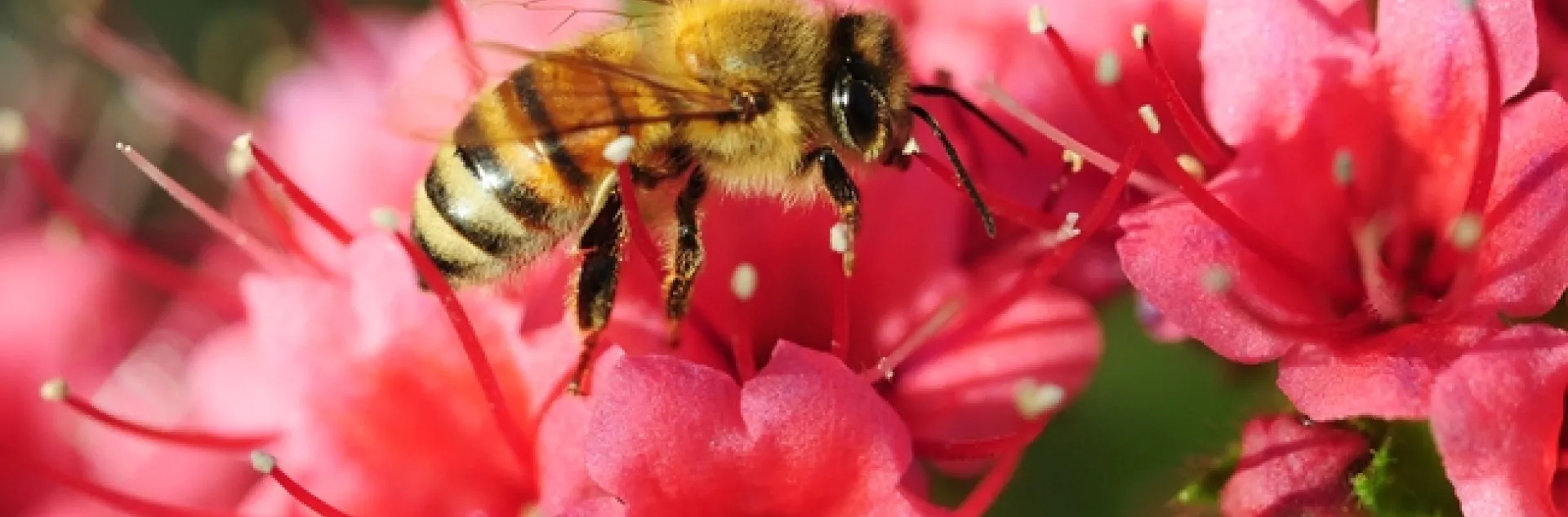 Honey bee foraging in a tower of jewels. (Photo by Kathy Keatley Garvey)