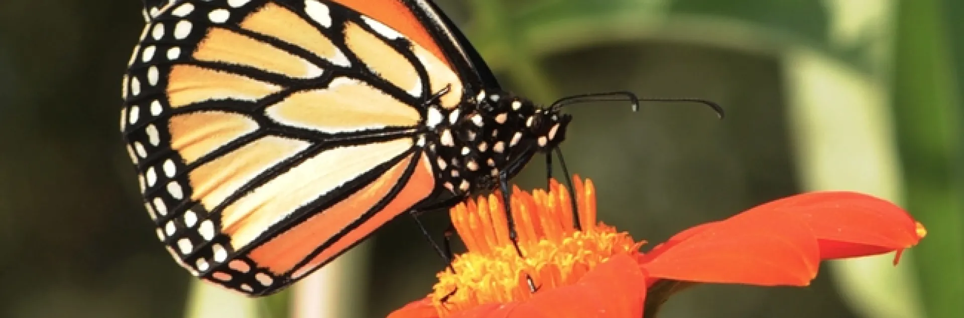 A monarch butterfly foraging on a Mexican sunflower in the Haagen-Dazs Honey Bee Haven, UC Davis. (Photo by Kathy Keatley Garvey)