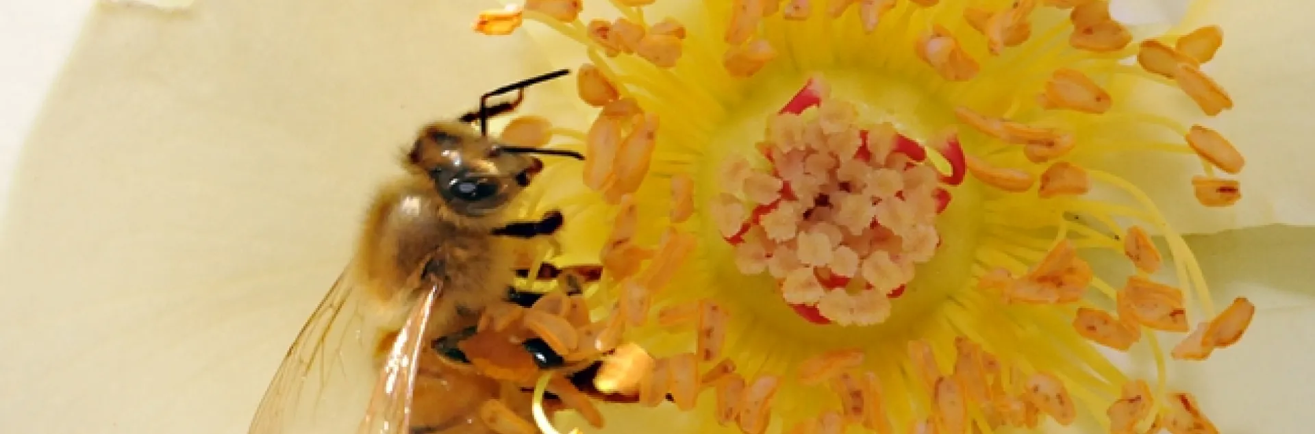 Honey bee foraging on a rose. (Photo by Kathy Keatley Garvey)