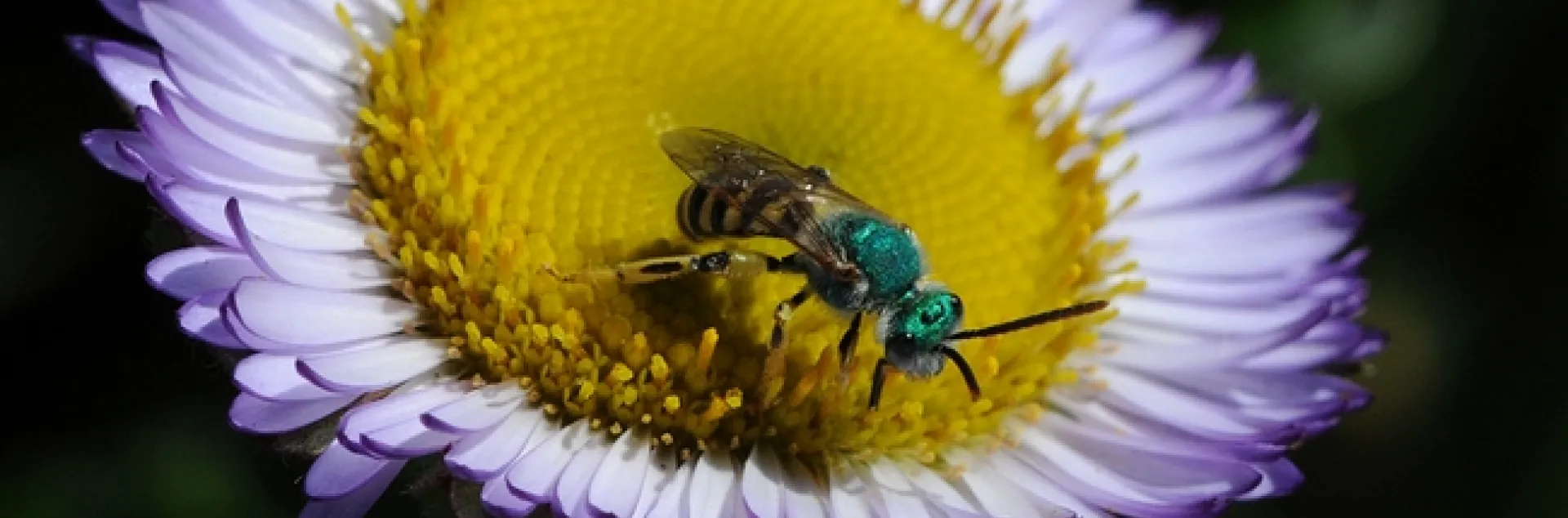Male metallic green sweat bee, Agapostemon texanus, nectaring on a seaside daisy, Erigeron glaucus Wayne Roderick. (Photo by Kathy Keatley Garvey)