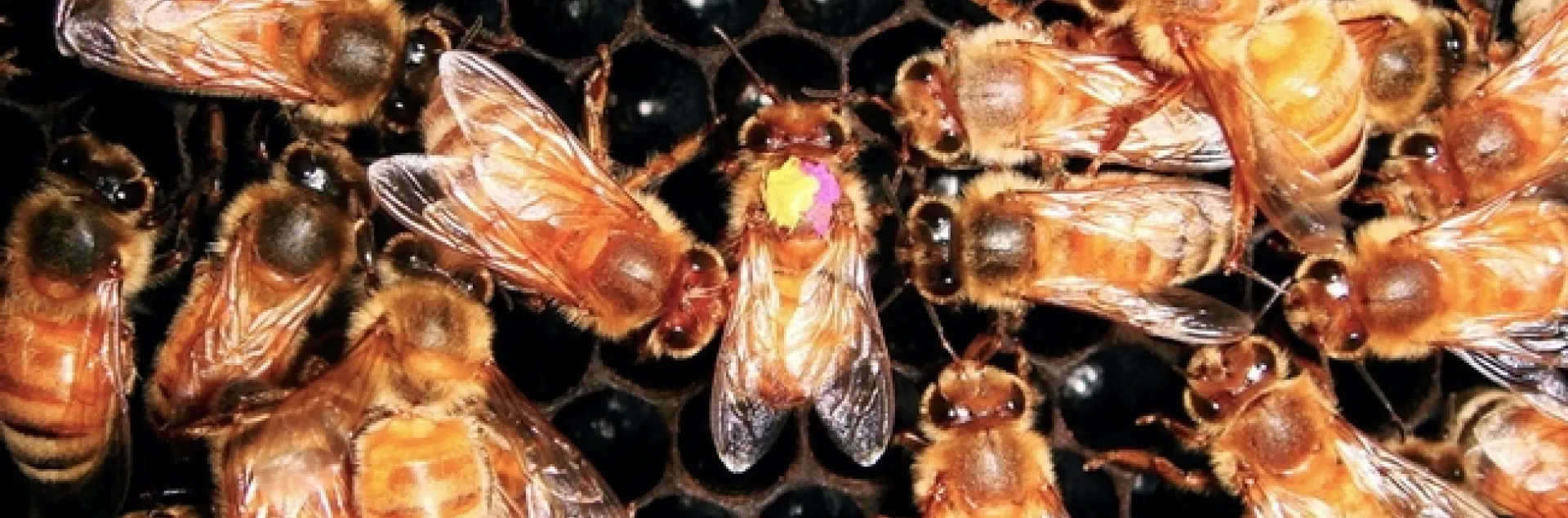 Honey bee head-butts her dancing sister to warn of danger. (Photo Courtesy of James Nieh)