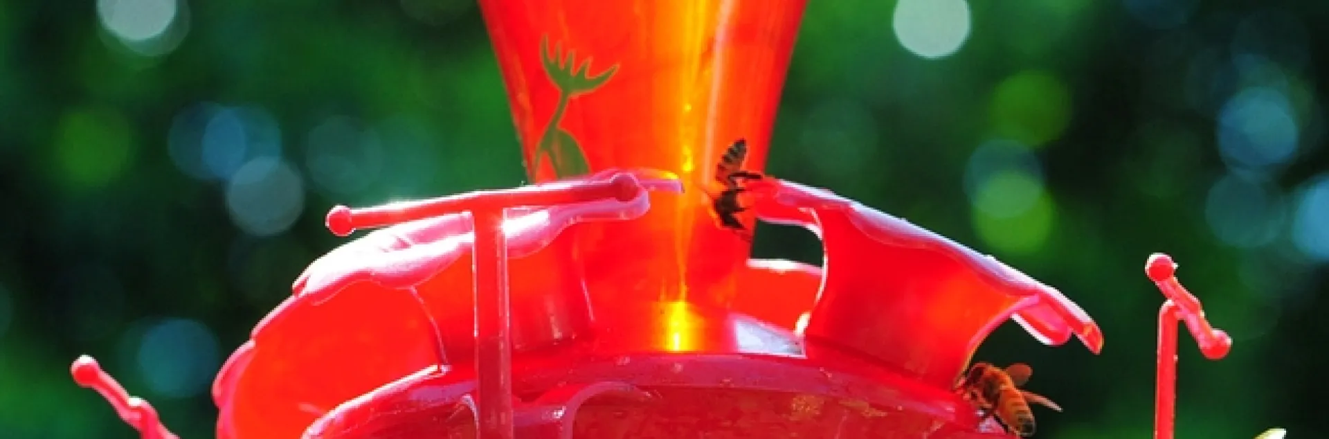 Honey bees gather around a hummingbird feeder. (Photo by Kathy Keatley Garvey)
