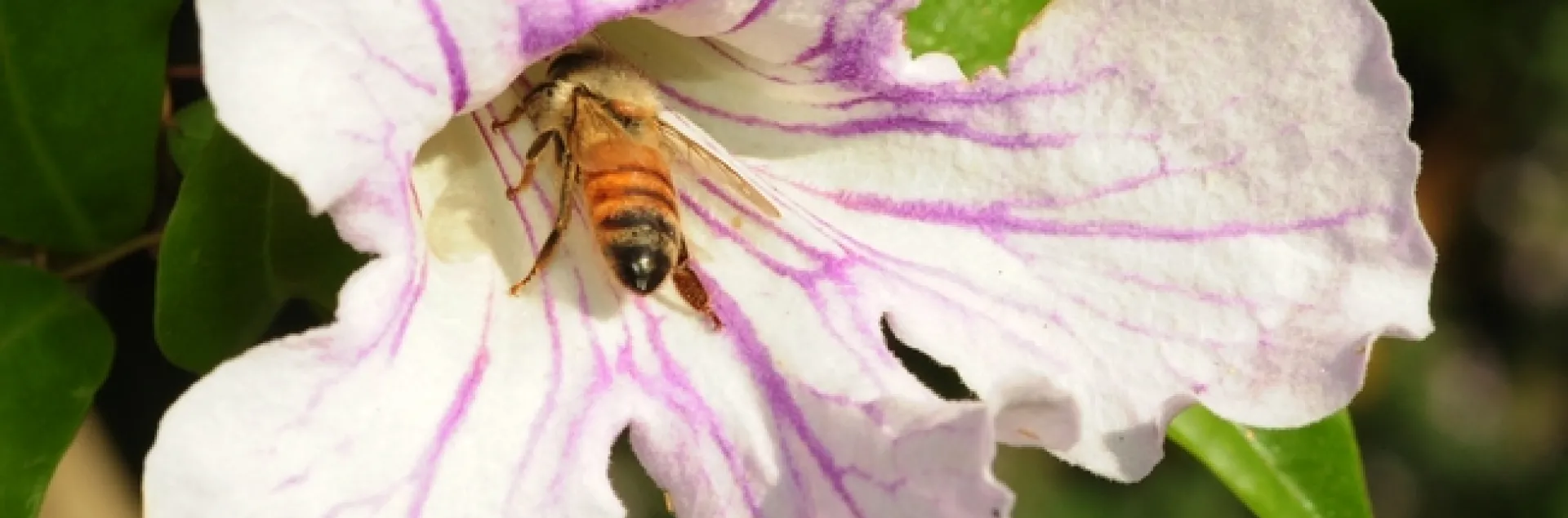 Honey bee slides into a a violet trumpet vine blossom. (Photo by Kathy Keatley Garvey)