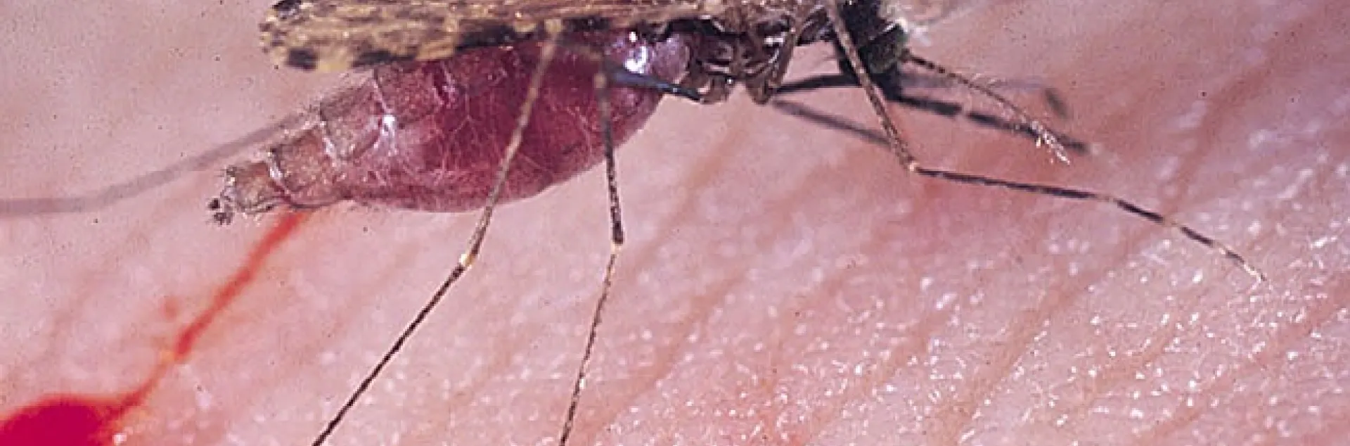 Anopheles gambiae, also known as the malaria mosquito. (Photo by medical entomologist Anthony Cornel, UC Davis associate professor)