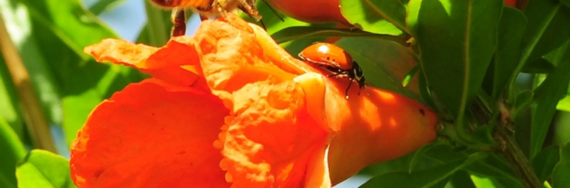 Honey bee nearly collides with a ladybug, aka ladybeetle. (Photo by Kathy Keatley Garvey)