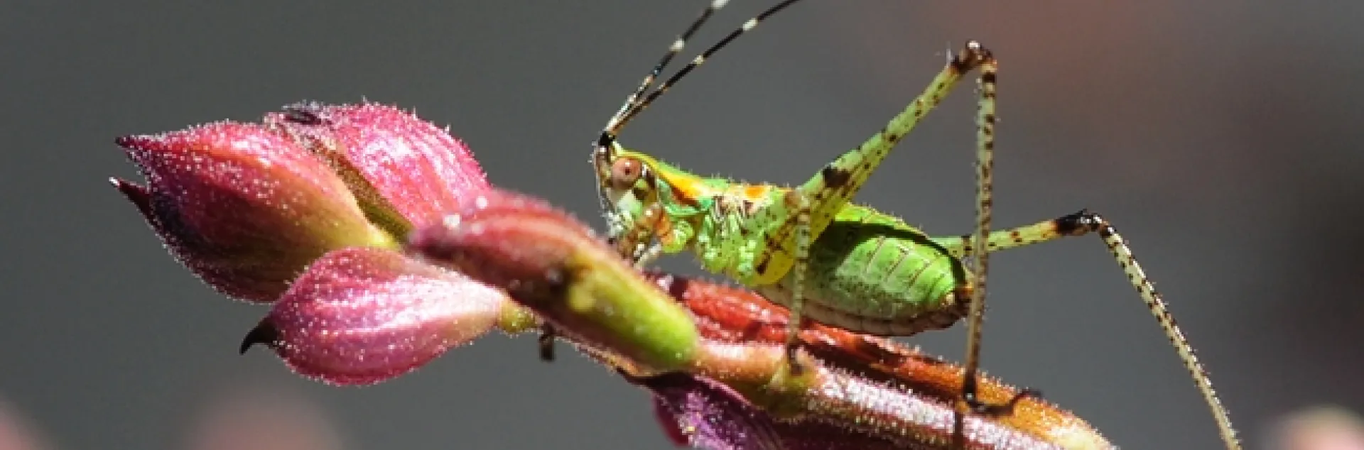Fork-tailed bush katydid on salvia. (Photo by Kathy Keatley Garvey)