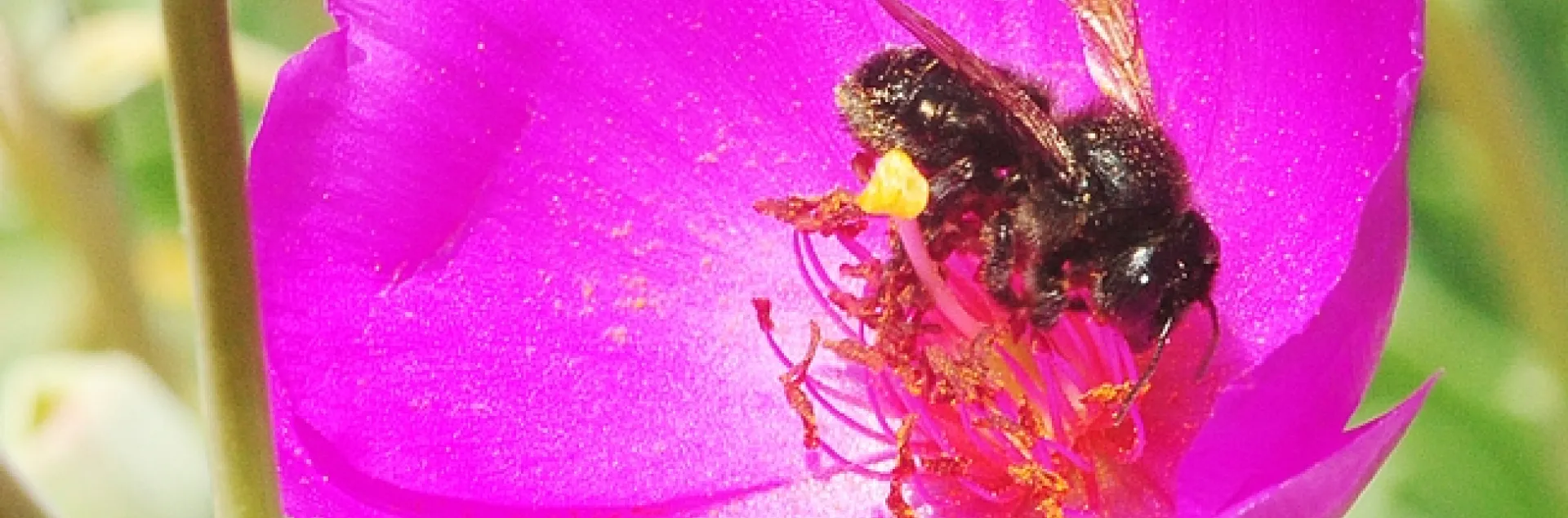 Female leafcutting bee, Megachile gemula, on rock purslane. (Photo by Kathy Keatley Garvey)