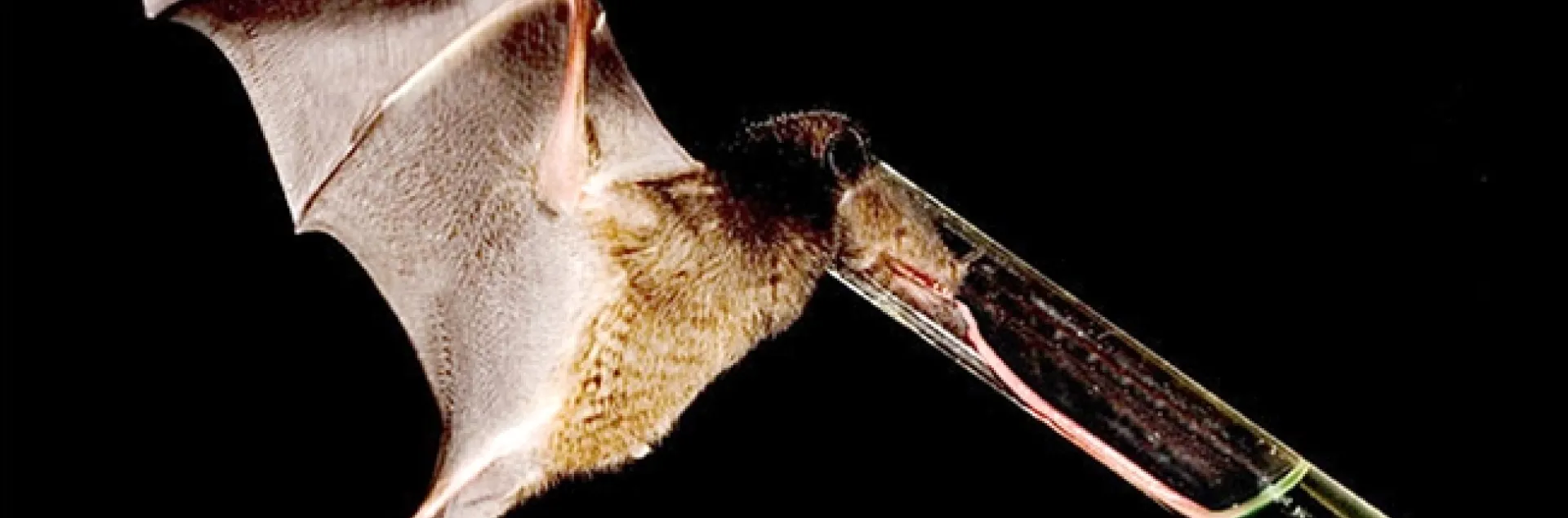 Nectar-feeding bat with a record-long tongue sips sugar-water from a tube. (Photo by Murray Cooper; photo courtesy of Nathan Muchhala)