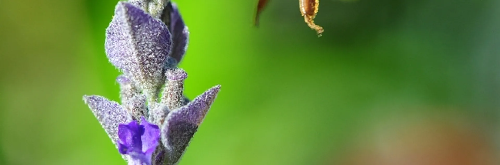 Honey bee in flight, heading toward a lavender blossom. Note the varroa mite on her head. (Photo by Kathy Keatley Garvey)