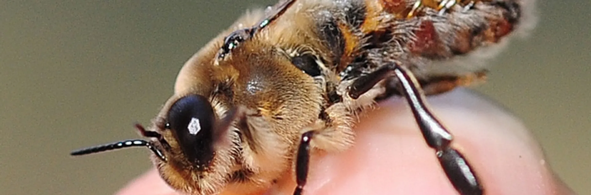 The lifespan of this mite-infested drone will be short. The brownish-orange "bumps" are varroa mites. (Photo by Kathy Keatley Garvey)