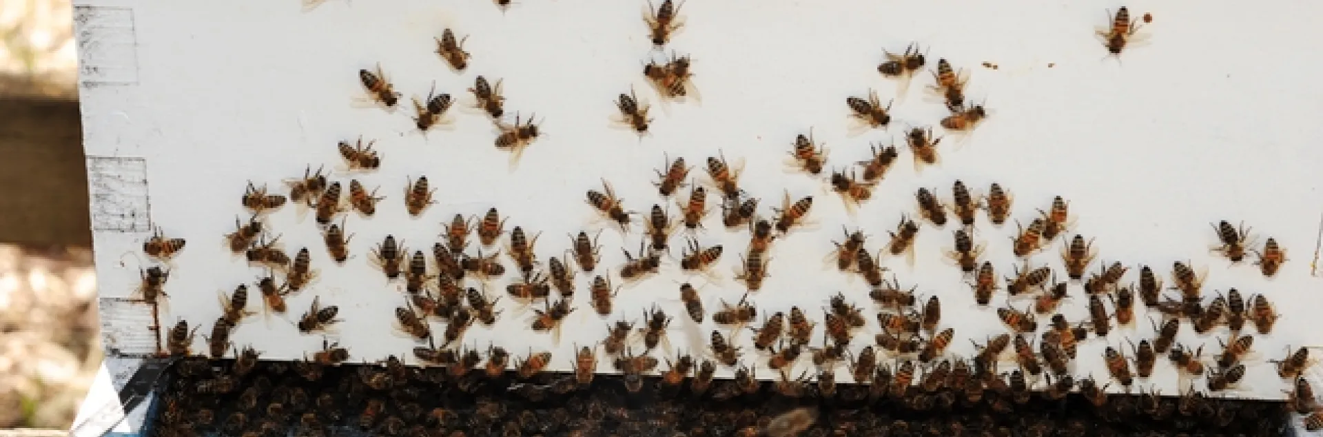 Honey bees engaging in washboarding behavior with "rocking" or up-and-down movements. (Photo by Kathy Keatley Garvey)
