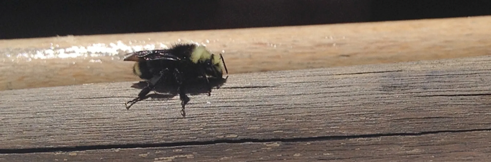 Yellow-faced bumble bee lands on The Morning Star. (Photo taken with an IPhone)