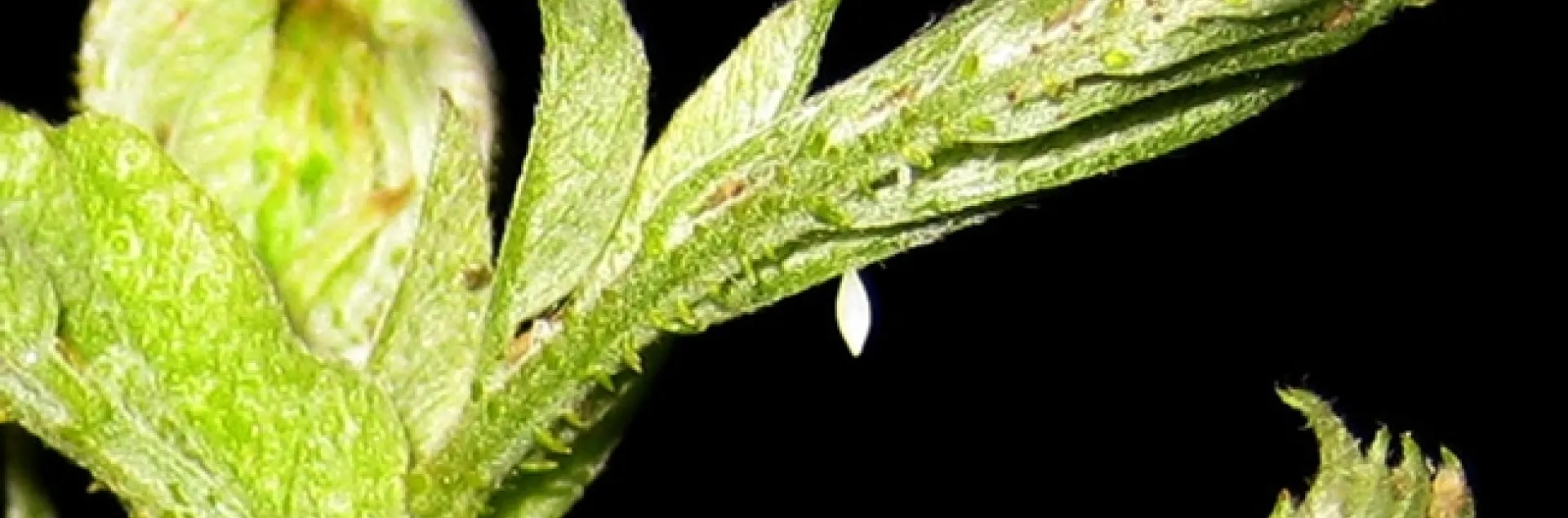 Egg of a California dogface butterfly. (Photo by Greg Kareofelas)